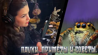 Пауки. Приметы и советы.