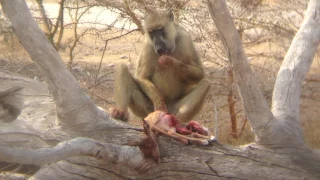 Essential Destinations - Lake Manze - Baboon with Impala by Alfred Mzigula