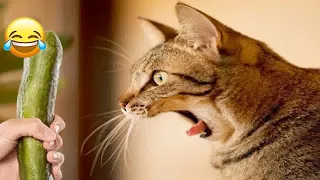 🙀🐶 New Funny Cats and Dogs Videos 😘🤣 Funny Animal Moments #18