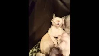 kitten sleeping with mouth open