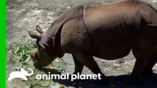 Asian One-Horned Rhino Gets Settled Into Her New Home | The Zoo