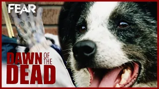 Chips the Dog vs Zombies | Dawn of the Dead (2004) | Fear