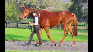 2024 Magic Millions National Broodmare Sale - LOT 457 - FLASH MARY (NZ)