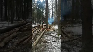 Направленная валка леса!