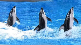 Ocean Discovery (Full Show) - Beluga Whales and Dolphins - SeaWorld San Antonio - May 5, 2023