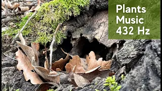 Music for Plants | 432 Hz Frequency Music for Stimulate Plants Growth