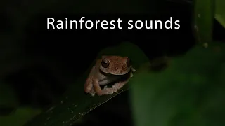 Night in the jungles of Costa Rica - Owls, frogs and insects calling - 8k video