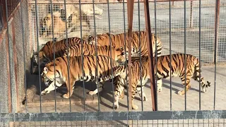 Три друга из молодого прайда и банда тигров! Тайган Lions from the young pride and  tigers! Taigan