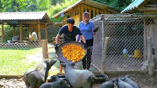 Harvesting pumpkins for the pigs - Embark on a comprehensive renovation of the farm in 2023