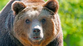 Top Amazing Facts About Grizzly Bears - Grizzly Bears attacks animals