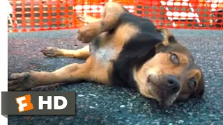 A Dog's Way Home (2018) - Hit by a Car Scene (8/10) | Movieclips