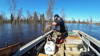 Украли рыболовные сети. Проверка сетей в лесу.