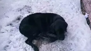 He was very sad after listening to the owner's talk, they decided to use him as a dish