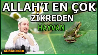 The animal that mentions Allah the most: Frog / Kerem Önder