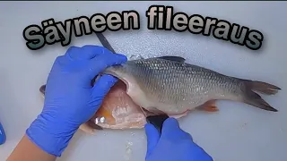 SÄYNEEN FILEERAUS || IDE FISK || KALAN FILEOINTI || FISH FILLETING || FILEA FISK