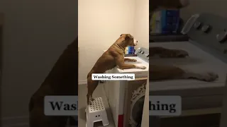 Dog Tries To Wash The Cat In Washing Machine