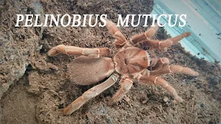 Pelinobius muticus. Королевский паук-бабуин. King baboon spider.