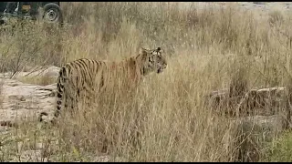 2nd Male cub of P141 tiger at Panna Tiger Reserve