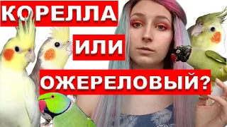 КОРЕЛЛА ИЛИ ОЖЕРЕЛОВЫЙ КТО ЛУЧШЕ? КАКОГО ПОПУГАЯ ЗАВЕСТИ ДОМОЙ?