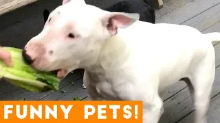 Funniest Pets & Animals of the Week Compilation September 2018 | Funny Pet Videos