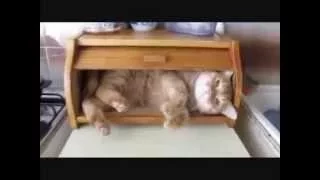 Funny Cats Coub - Прикольные Коты - Лучшие Кубы С% Кошками