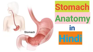 Stomach anatomy & physiology in hindi || sphincter || structure || functions || layers