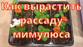 Как вырастить рассаду мимулюса