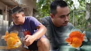 FV VLOG #118:  Low-cost & Highly Effective Goldfish Grooming