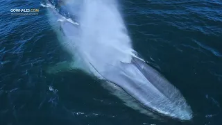 BLUE WHALES, BLUE WATER & BLUE SKYS!