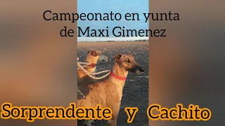 Final del campeonato en yunta 2023(Sorprendente y Cachito)