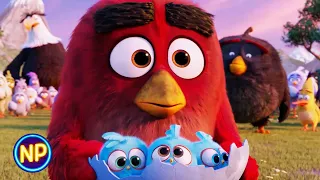 Red Saves the Day | The Angry Birds Movie