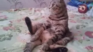 Вислоухая кошка сидит