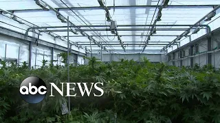 Former captive workers speak out about illegal pot farms | ABCNL