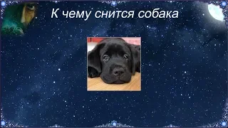 К чему снится Собака