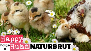 Kükenaufzucht mit Glucke: Naturbrut bei Hühnern - Eine Henne und ihre Küken versorgen! HAPPY HUHN E8