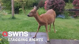 Man films deer in garden while watching presenters on Springwatch MOAN about not seeing any! | SWNS