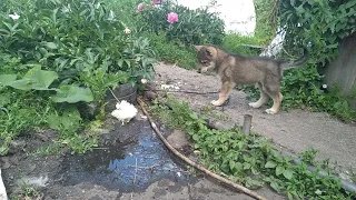 Щенок волкособа (волчица + самоед) и щенок хаски