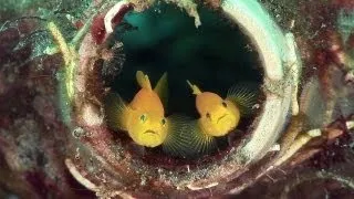 Mucky Secrets - Prologue - The Marine Creatures of the Lembeh Strait