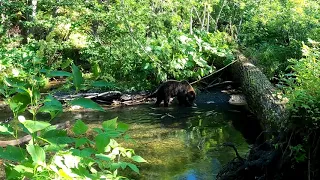 Медведь обреченный на смерть.