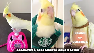 Best Short Moments Compilation 2023: Cockatiel Family Lemon, Ana, and Quishna