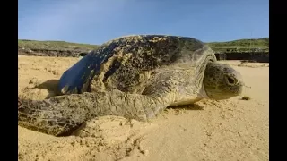 Global warming is turning green sea turtles female | ITV News