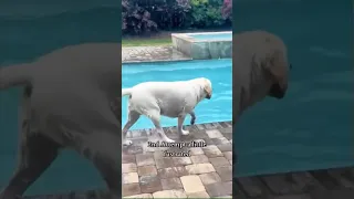 Dog goes viral for love of swimming pool