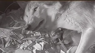 Endangered Wolf Mom Snuggles With Her 5-day-old Puppy