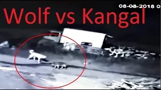 Fearless Wolf Attacks a Kangal dog!!!