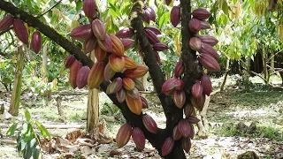 Cómo Realizar el Manejo Integrado de Cultivo de Cacao - TvAgro por Juan Gonzalo Angel