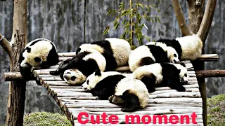 ♥️AWW - Funny And Cutest Panda Compilation Cute Animals Video 2020