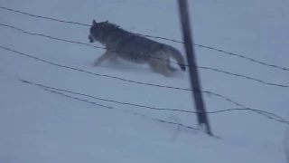Wolf vs dog friends