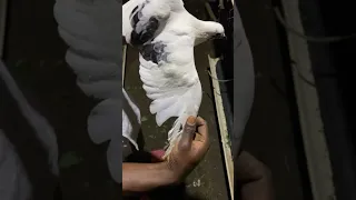 😍white spotted pigeon #kabootar #youtubeshorts #pigeon #shorts #short