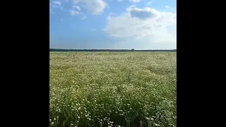 Ромашковое поле Песковатка Казачья Усмань