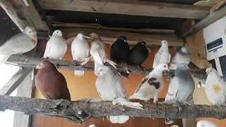 История о том как я начал держать голубей. The story of how I started keeping pigeons.